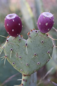 sedona Arezona2013 346