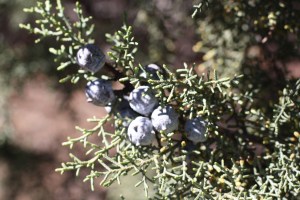 sedona Arezona2013 092