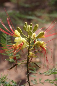 sedona Arezona2013 182