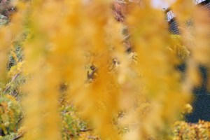 sedona Arezona2013 414