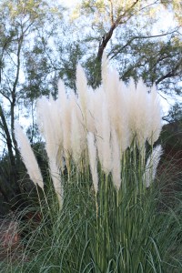 sedona Arezona2013 292