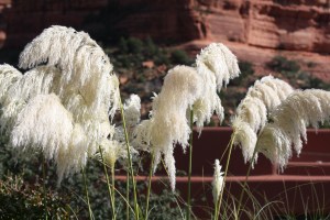 sedona Arezona2013 178